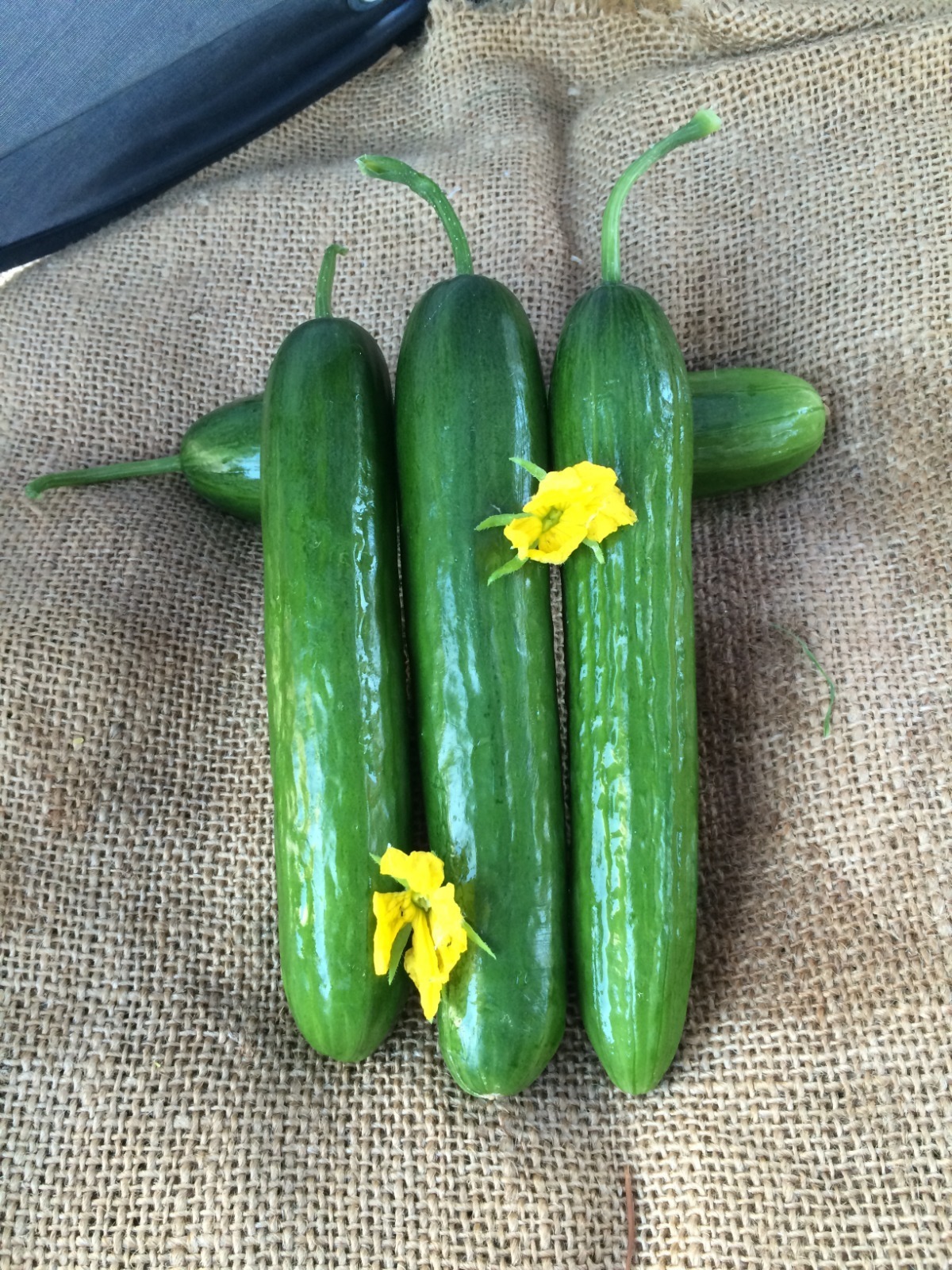 هجين خيار أرضى الهضبه